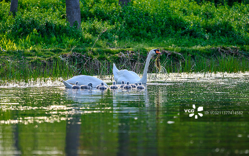 郑州北龙湖湿地公园黑疣鼻天鹅和天鹅幼崽图片素材