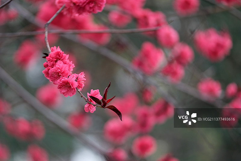 春天的桃花桃树枝特写图片素材