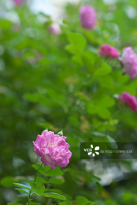 盛开的蔷薇花图片素材