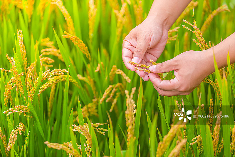 中国吉林省吉林市东北大米农业技术员视察稻田图片素材