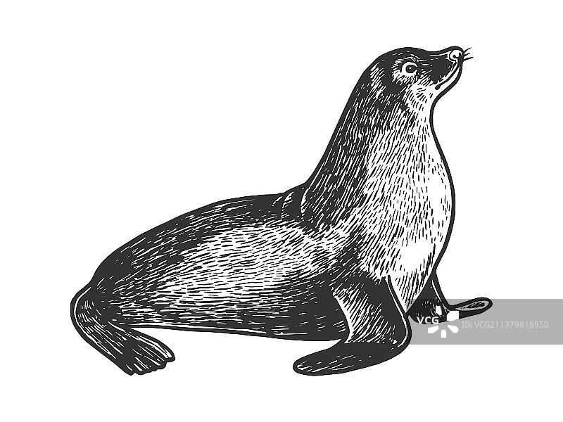 海狮动物素描版画图片素材