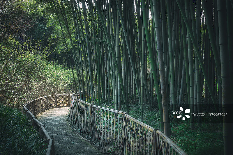 上海古猗园园林竹林自然风光图片素材