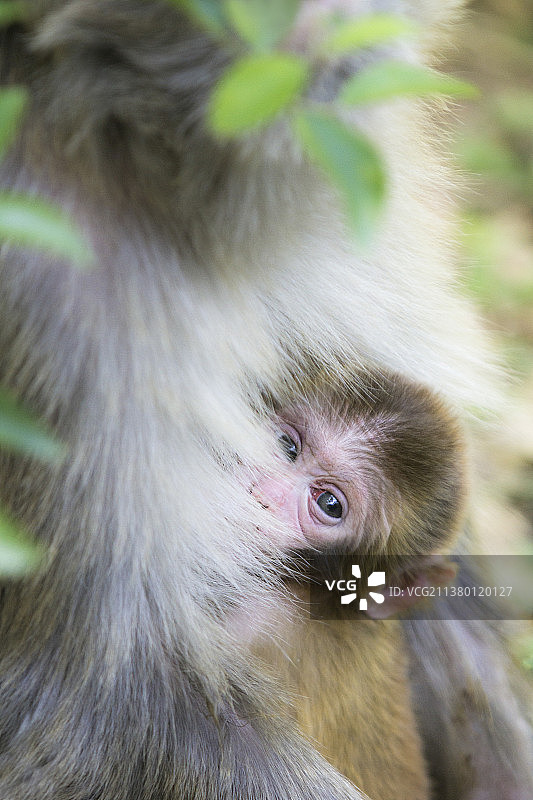 野生动物武夷山自然保护区猕猴新生宝宝旅游目的地生态壁纸图片素材