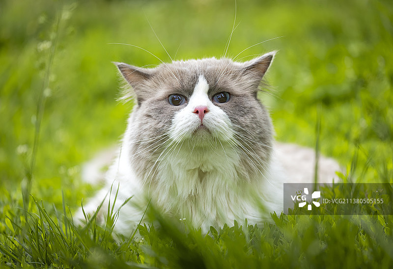 猫，布偶猫。草丛中的宠物猫图片素材