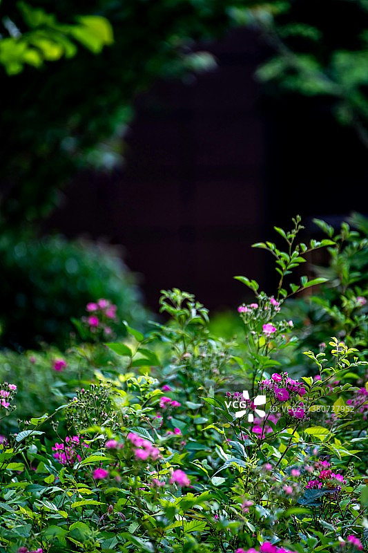疫情期间社区小区内暮春立夏时节盛开的蔷薇花绿植图片素材