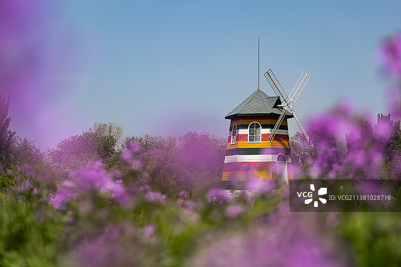 初夏晴朗的天气，北京紫谷伊甸园，风车和盛开的紫色薰衣草。图片素材