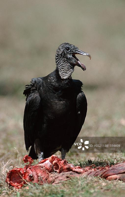 黑色秃鹫(Coragyps atratus)与腐肉，麦卡州立公园，佛罗里达州，美国，北美，黑色秃鹫与腐肉，麦卡州立公园，佛罗里达州，美国图片素材