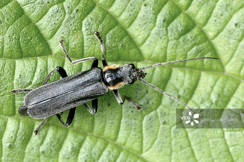 士兵甲虫(Cantharis obscura)，橡树软体甲虫，北莱茵-威斯特伐利亚，德国，欧洲图片素材