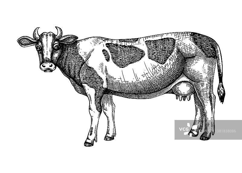 手绘奶牛农场动物手绘图片素材