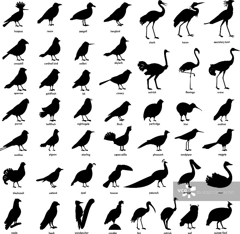 一大套不同鸟类的黑色剪影图片素材