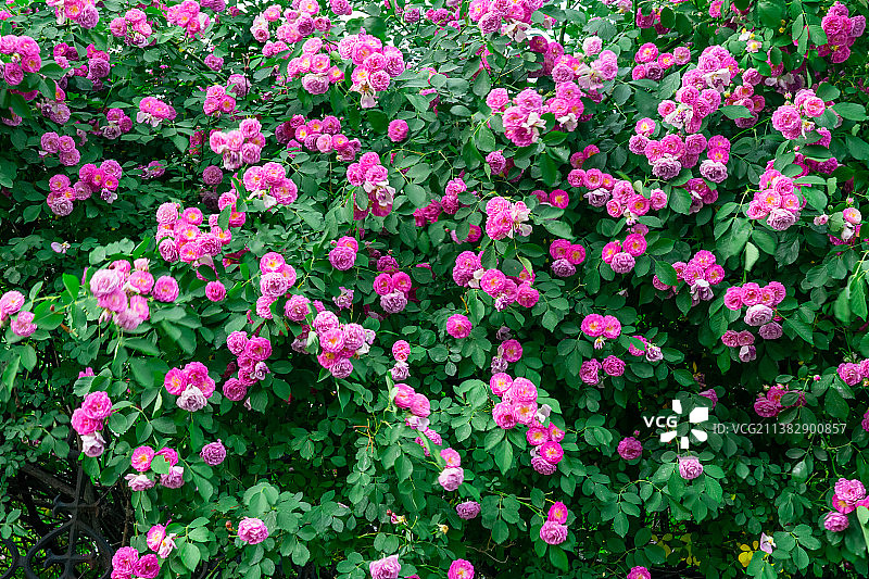 中国野生植物拍摄主题，绿化带园林里粉红色的红蔷薇花和盛开的花朵特写，户外无人图像摄影图片素材