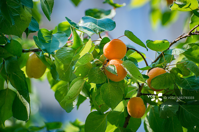 夏季户外枝头成熟的杏子图片素材