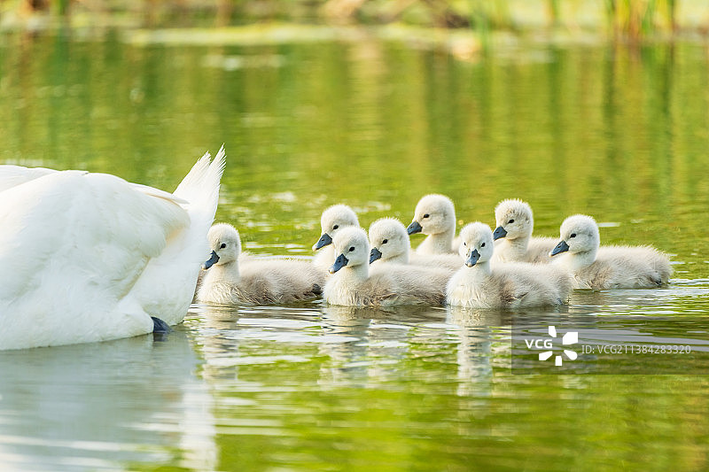 河南省郑州北龙湖湿地公园疣鼻天鹅和刚孵化的天鹅宝宝春季户外风光图片素材
