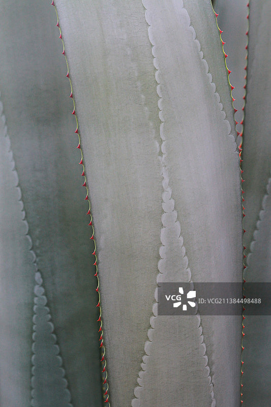 芦荟植物的特写全帧镜头图片素材