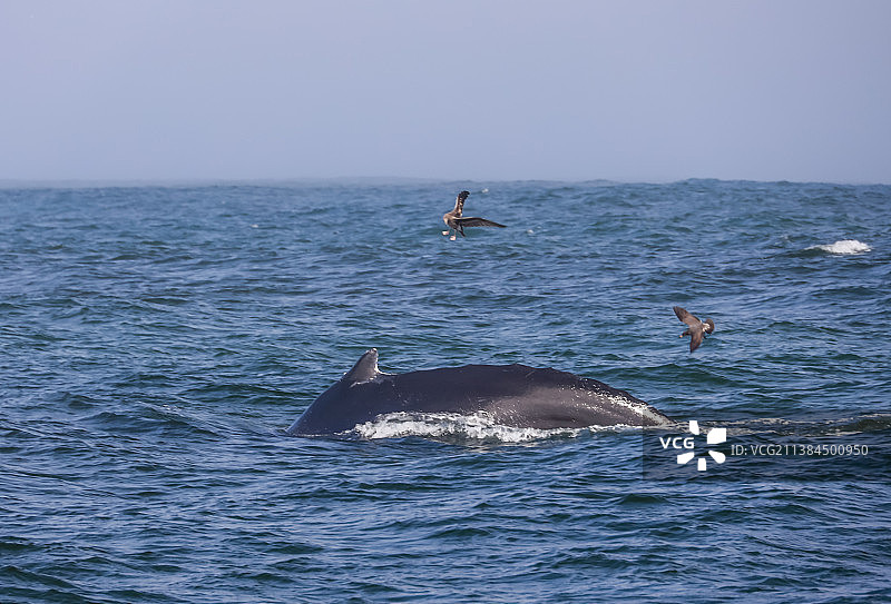 两只海豚在海里游泳图片素材