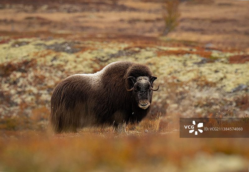 一幅野生麝牛在山景放牧的肖像，挪威挪威图片素材