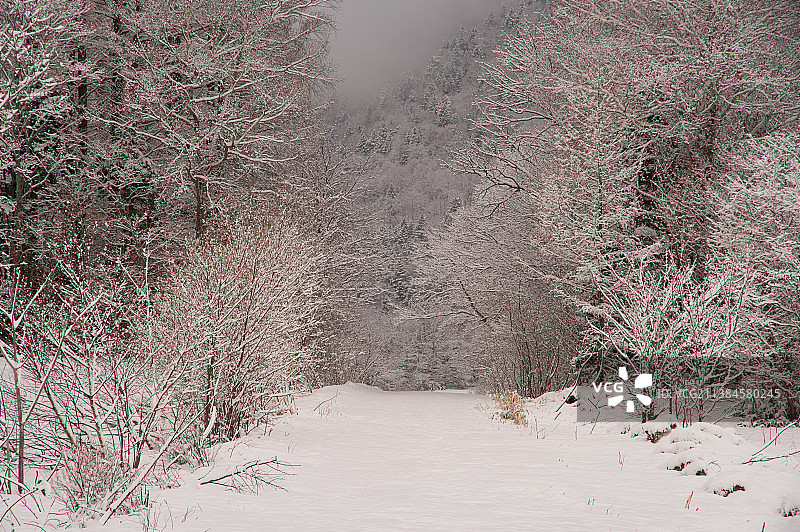 冬天的乡村，白雪覆盖的田野上的树木图片素材