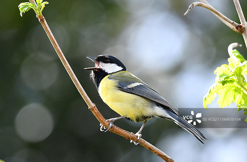 大山雀唱歌，特写鸣叫大山雀栖息在树枝上，伯恩茅斯，英国，英国图片素材