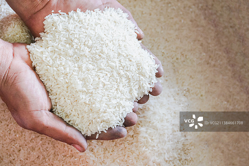泰国，农民手中的生茉莉白米图片素材