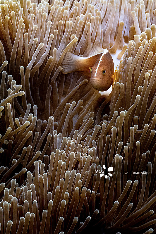 珊瑚礁，海上珊瑚特写，马约特岛图片素材