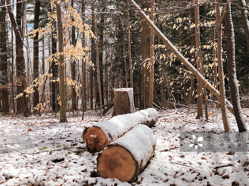 下雪天倒下的树干图片素材