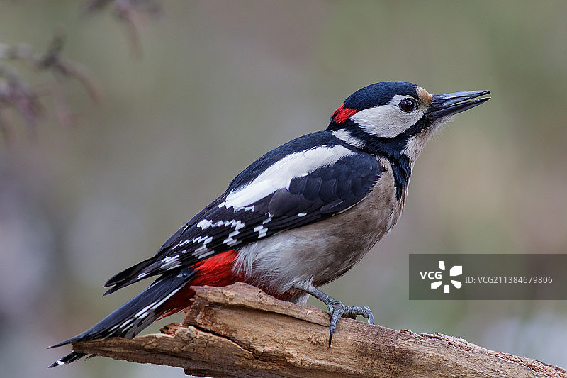 啄木鸟栖息在树枝上的特写，波兰图片素材