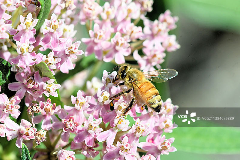 蜜蜂在粉红色花朵上授粉的特写，西岭，美国，美国图片素材