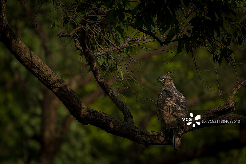 树冠上的鸟，猎隼栖息在树上的低角度视角图片素材