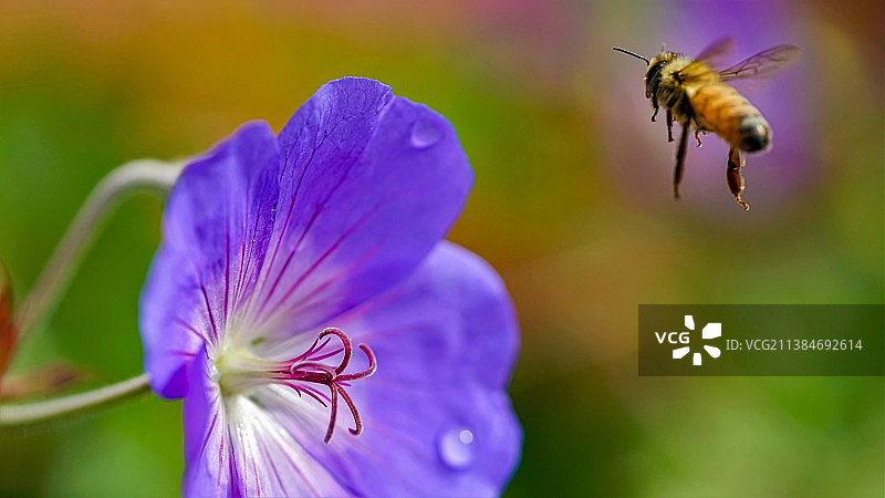 蜜蜂喜欢这样，蜜蜂在紫色花朵上授粉的特写，蒂玛鲁，新西兰图片素材