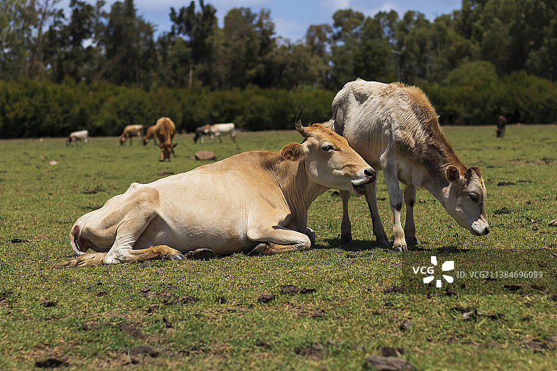 阿尔及利亚埃尔卡拉，在草地上吃草的奶牛和小牛图片素材