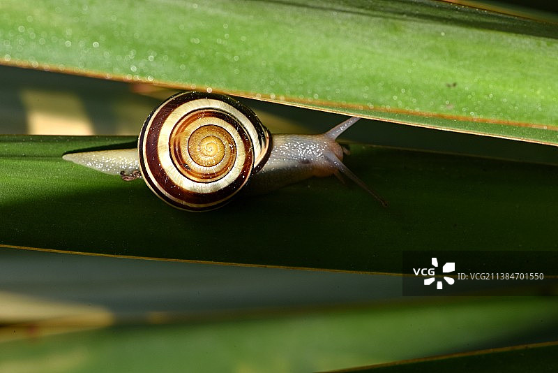 花园带状蜗牛图片素材