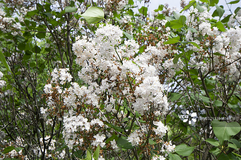 春天白色樱花的特写，高地公园，美国，美国图片素材