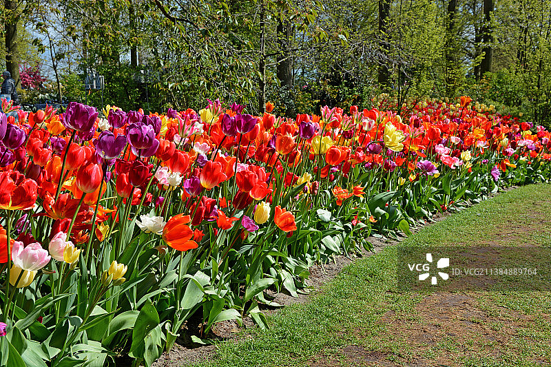 令人惊叹的五颜六色的郁金香花，在公园开花植物的观点，库肯霍夫，荷兰图片素材