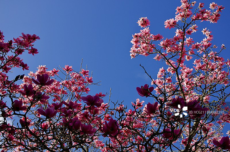 敢于成为伊卡洛斯，樱花对着天空的低角度视角，艾布林顿，英国图片素材