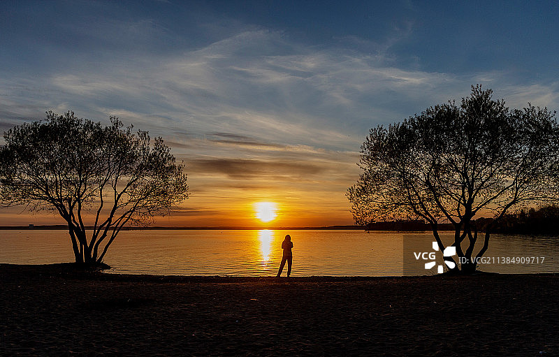 在白俄罗斯的日落期间，海上裸露的树木的剪影图片素材