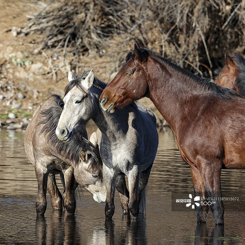 全帧风景盐河野马在水，盐河，亚利桑那州，美国，美国图片素材