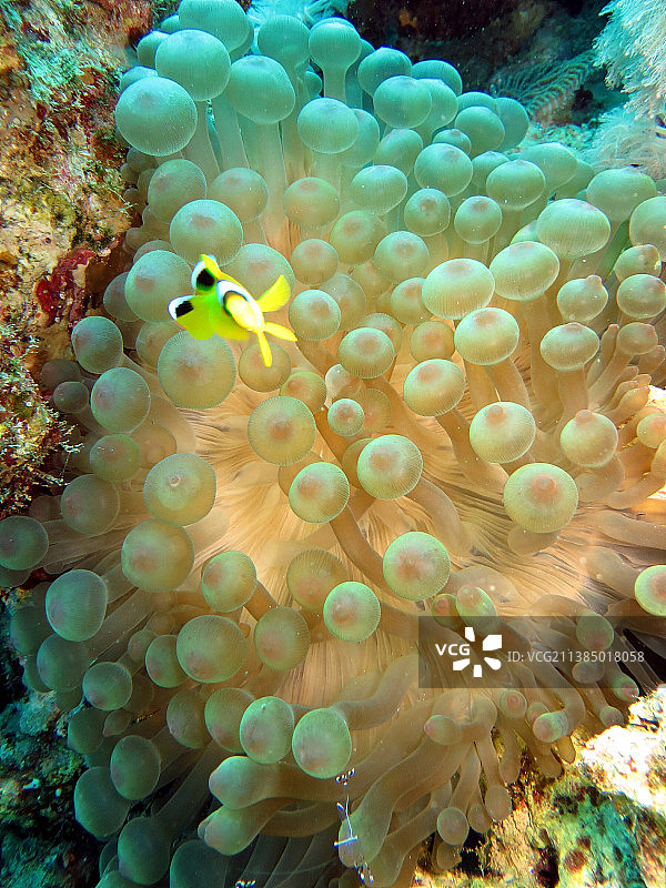 海中珊瑚的特写图片素材