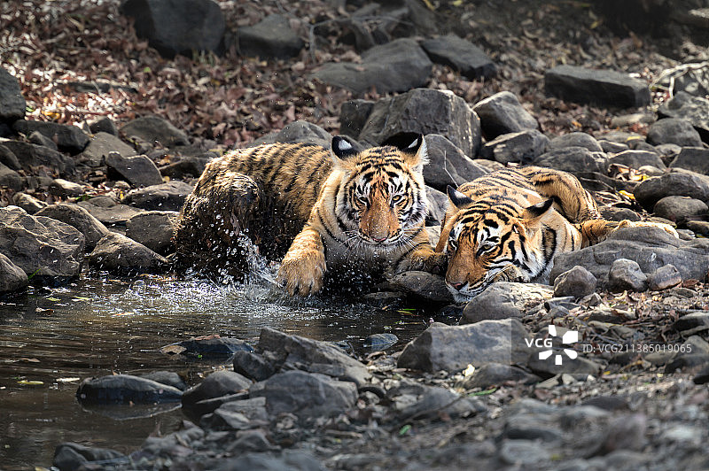 高角度的老虎坐在溪流，Ranthambore国家公园，拉贾斯坦邦，印度图片素材