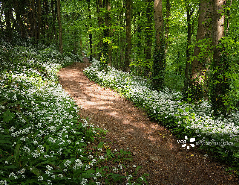 森林风景，杜斯利，英国，英国图片素材