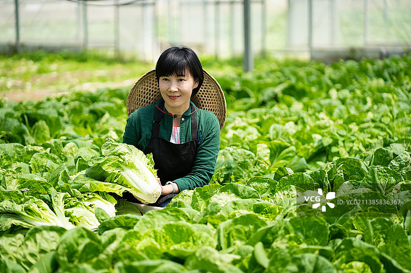 蔬菜大棚内背着斗笠采收大白菜的中年女菜农图片素材