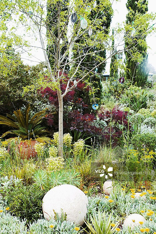 地中海花园与草原种植和盆栽棕榈树后面的树挂着旧cd图片素材
