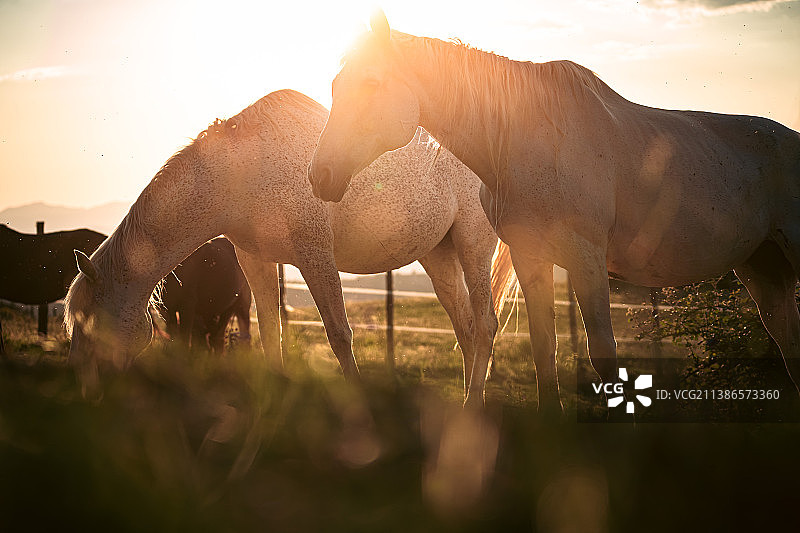 马在背光的夕阳下吃草图片素材