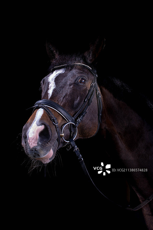 纯种马的肖像在黑色的背景图片素材