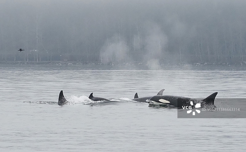 全帧长镜头视野的一群虎鲸在迷雾海洋，北温哥华，不列颠哥伦比亚省，加拿大图片素材