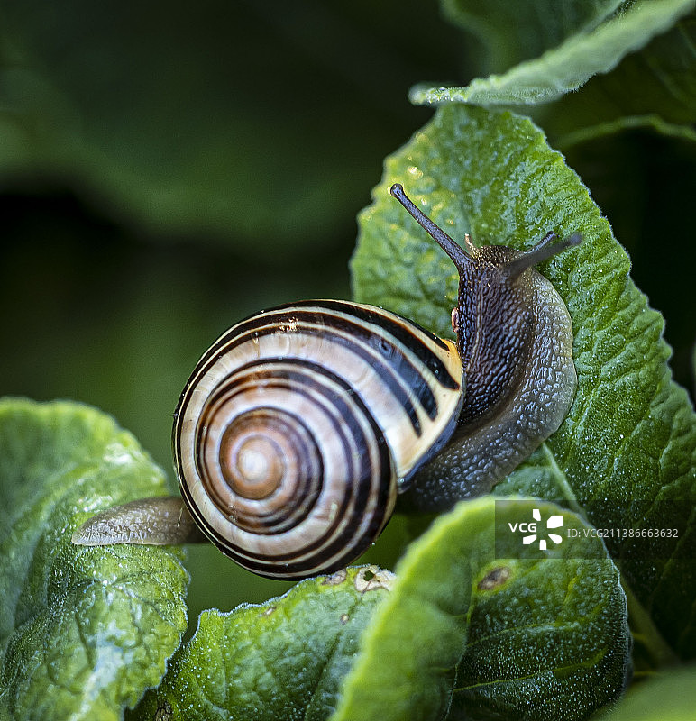加拿大阿兰堡，叶子上的蜗牛特写图片素材
