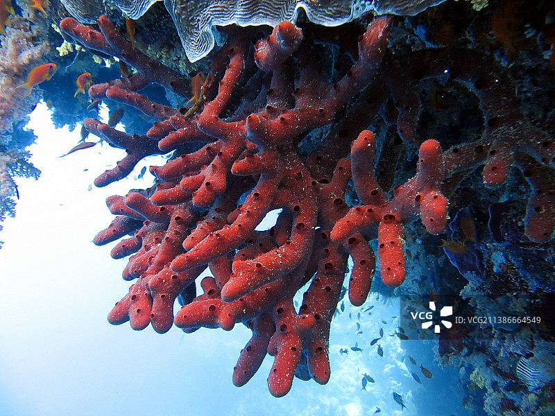 红海鱼类和珊瑚礁，埃及图片素材