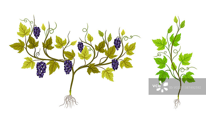 葡萄植株生长结实的小葡萄藤苗图片素材
