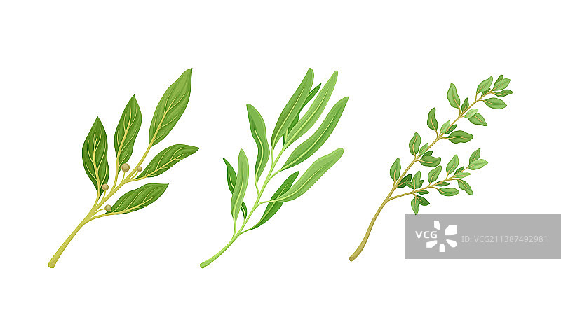 烹饪植物设置新鲜的绿色芳香香草图片素材