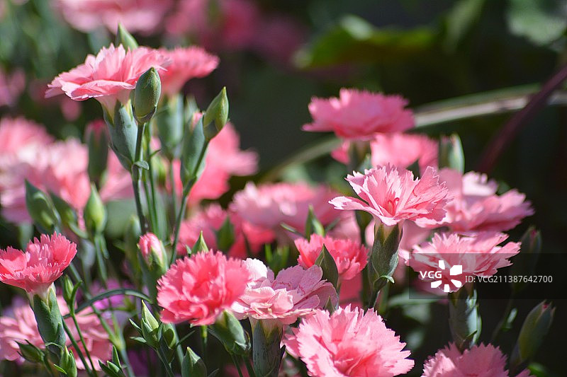 粉红色开花植物特写，芬兰图片素材