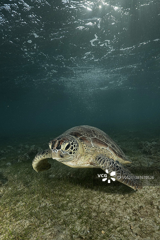 马约特，绿海龟在海里游泳的特写图片素材